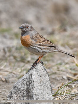 Robin Accentor (Prunella rubeculoides) - Free image #500519