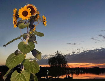 Bright sunflower with sundowner - бесплатный image #500659