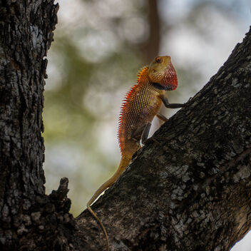 Oriental Garden Lizard - image gratuit #500729 