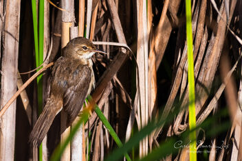 Common Reed Warbler: Today's Hottest #nature - Free image #500769