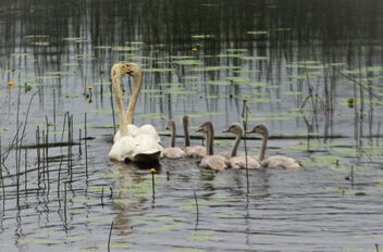 Swan Family - image #500829 gratis