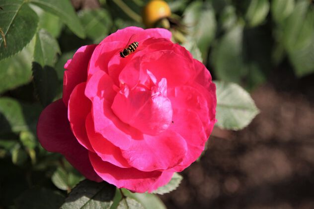 Flower fly on the blooming rose - бесплатный image #500969
