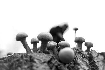 [Cluster of Small Fungi 3] - Kostenloses image #500989