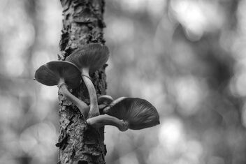[Tree Fungi 2] - Free image #500999