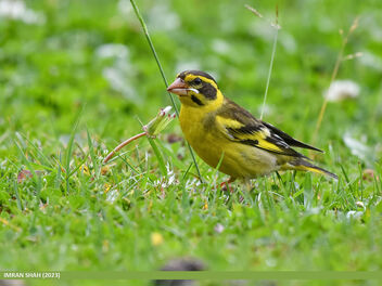 Yellow-breasted Greenfinch (Chloris spinoides) - image gratuit #501029 