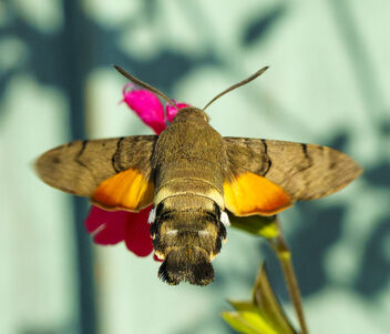 Hummingbird Hawk-moth Garden 10th October 2023 - бесплатный image #501299