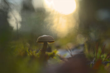 [Small Fungi 63] - Kostenloses image #501389