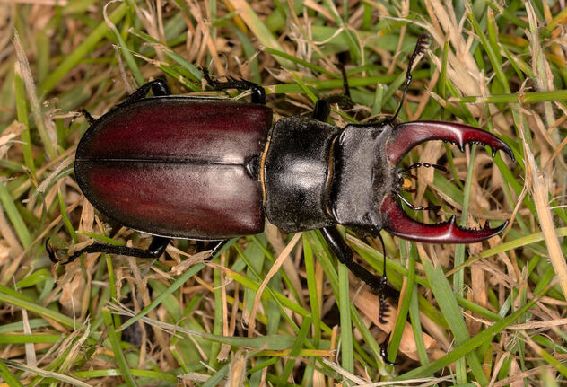 European stag beetle - бесплатный image #501579