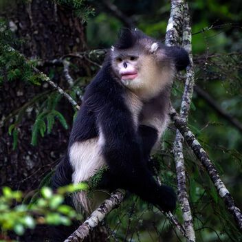 Yunnan Snub-nosed Monkey - бесплатный image #501629