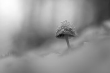 [First Snow On A Small Fungi 2] - Free image #501749