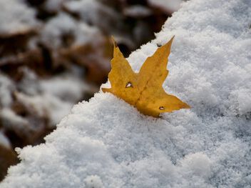 Winter Haiku - бесплатный image #501829