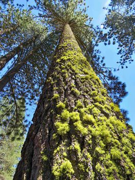 Redwood Giant - image #501849 gratis