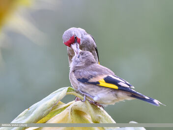 European Goldfinch (Carduelis carduelis) - image gratuit #502299 