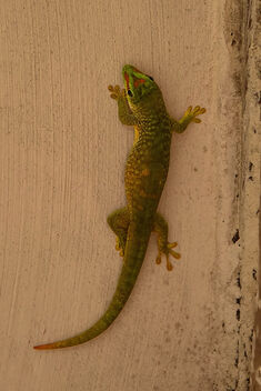Day Gecko - image gratuit #502429 