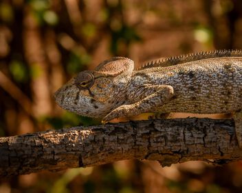 Chameleon, Madagascar - image gratuit #502539 