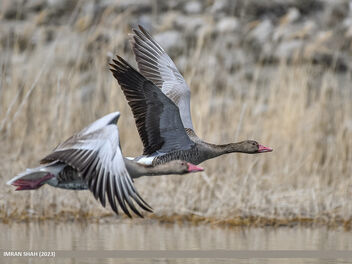 Greylag Goose (Anser anser) - image #503169 gratis