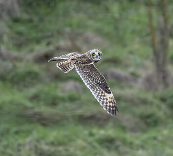 Short-eared Owl at Bowers Marsh 4th Jan 2024 (1 of 1)-2 - Free image #503199
