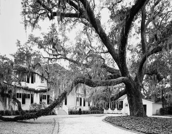 Driveway Of Sweeping Oak and Spanish Moss - image gratuit #503259 