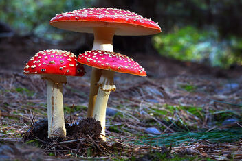 Fly agaric. - image #503299 gratis