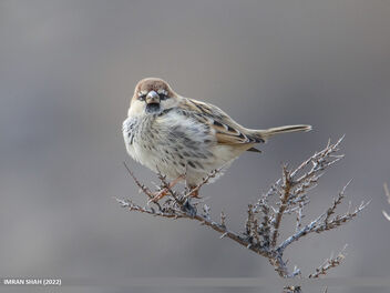 Spanish Sparrow (Passer hispaniolensis) - image gratuit #503329 