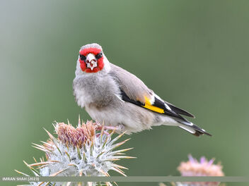 European Goldfinch (Carduelis carduelis) - бесплатный image #503389