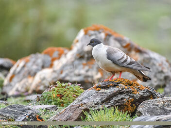 Snow Pigeon (Columba leuconota) - image gratuit #503839 