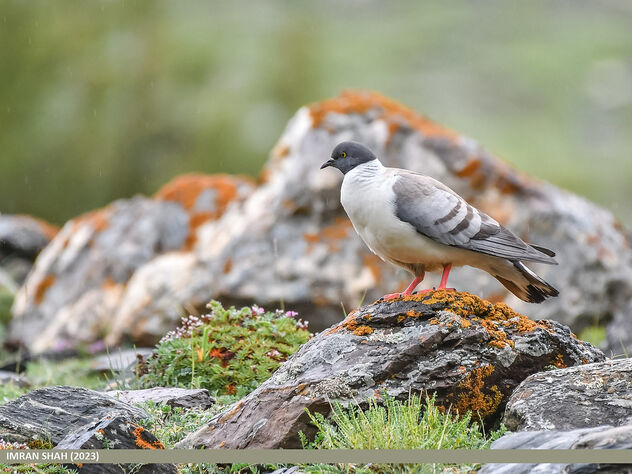 Snow Pigeon (Columba leuconota) - Free image #503839