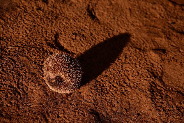 Lesser Hedgehog Tenrec - Free image #504129