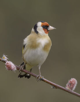 Goldfinch - Carduelis carduelis - image gratuit #504239 