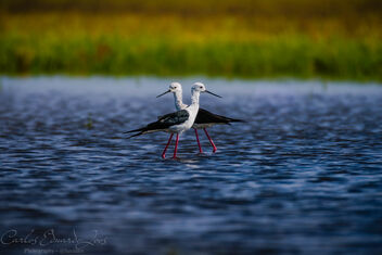 Elegance in Motion: Black-winged Stilts on Emerald Waters - Free image #504249