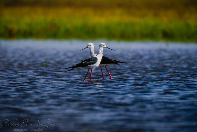 Elegance in Motion: Black-winged Stilts on Emerald Waters - Kostenloses image #504249
