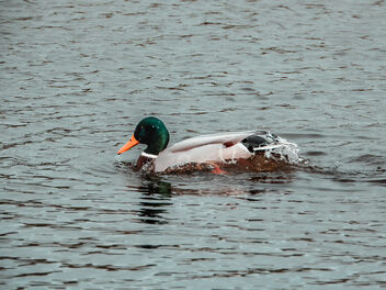 Water off a ducks back - image #504289 gratis