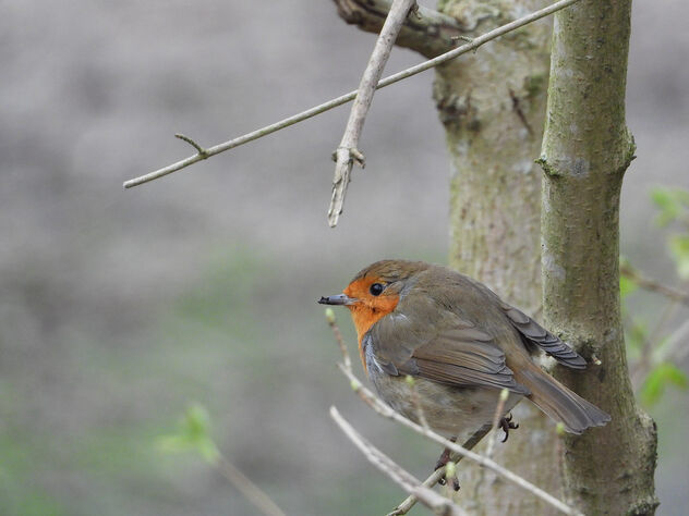 Robin in the woods - Free image #504389