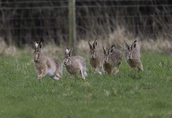 European Brown Hares - image #504549 gratis