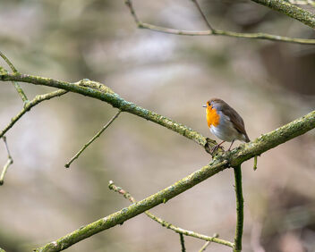 Robin in the trees - image #504579 gratis